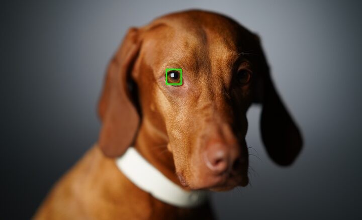 eye_af-sony-a7r4_real-time_eye_af_with_animal_eye_tracking_for_more_success.jpg eye_af-sony-a7r4_real-time_eye_af_with_animal_eye_tracking_for_more_success.jpg