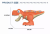 Игрушка динозавр Veker Тиранозавр (подвижные части, английский алфавит и цифры)
